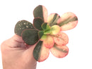 Echeveria 'Primadonna' Variegated 3"-4" Succulent Plant