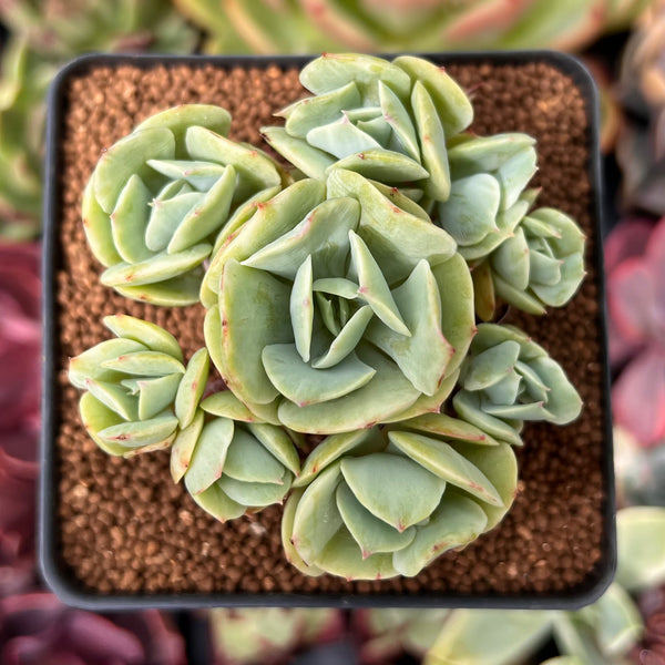 Echeveria ‘Mocha’ Variegated 3" Cluster Succulent Plant