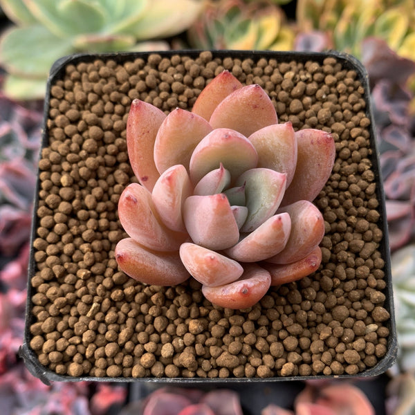 Echeveria 'Chiyo' 1” Succulent Plant