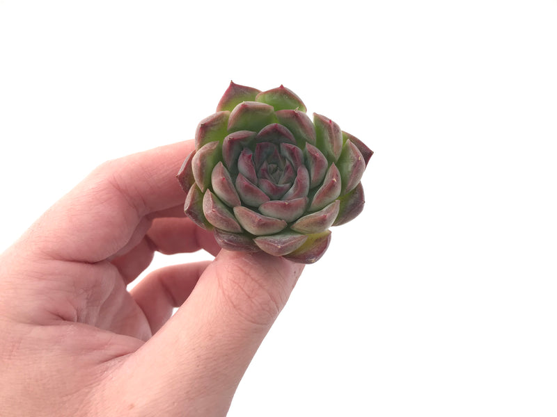 Echeveria 'Sheena' 2" New Hybrid Succulent Plant