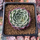 Echeveria 'Amanda' 2"-3" New Hybrid Succulent Plant