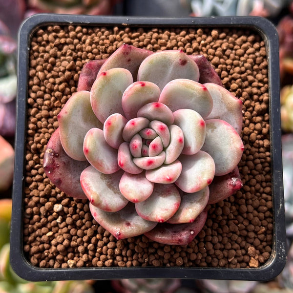 Echeveria 'Ariel' 2" Succulent Plant