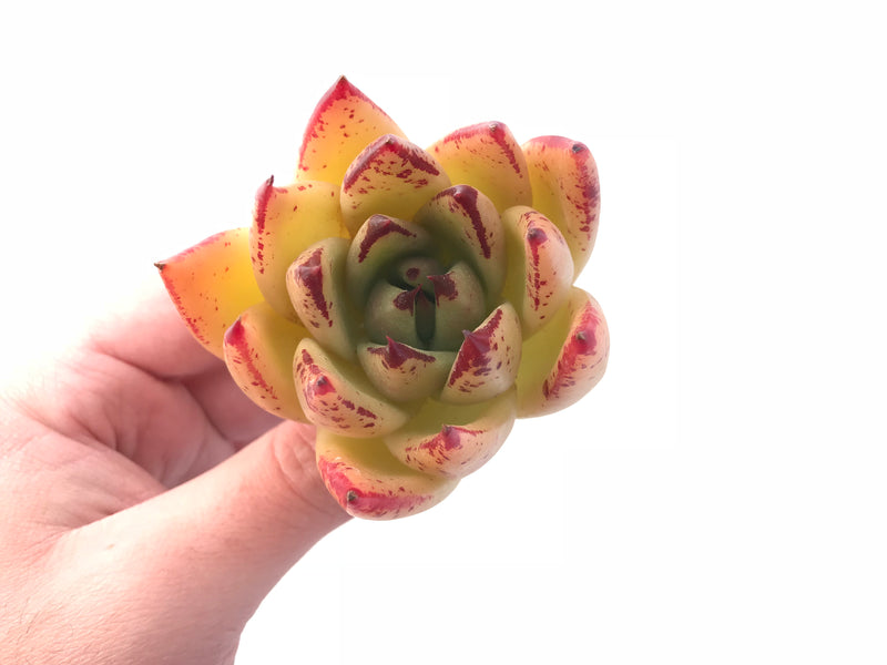 Echeveria Agavoides Royal Special Clone 3” Rare Succulent Plant