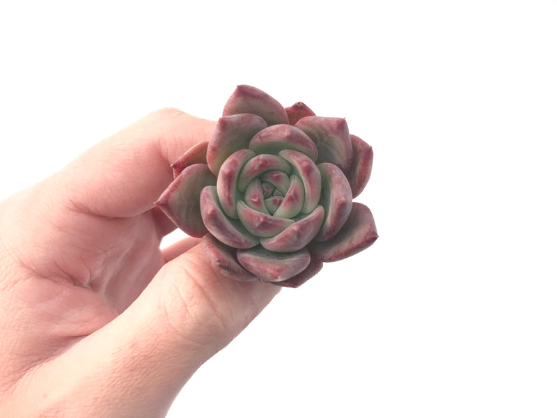 Echeveria 'Ratam' 2" Succulent Plant