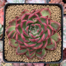 Echeveria Agavoides 'Florditi' 4" Succulent Plant