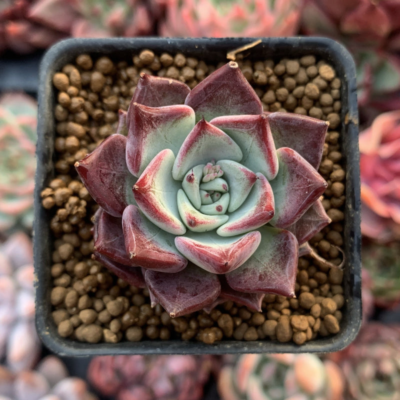 Echeveria 'Sarahime' 1" Succulent Plant