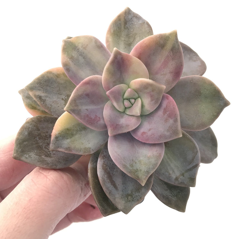 Graptopetalum Purple Delight Variegated 4" Rare Succulent Plant