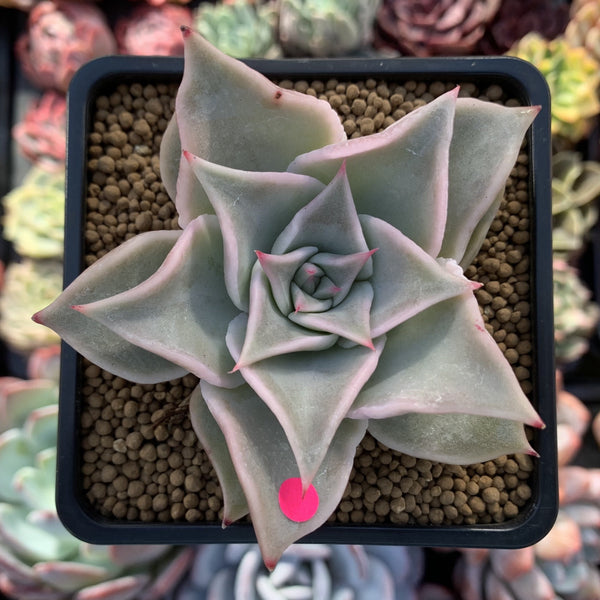 Echeveria 'Madiba' 2"-3" Succulent Plant