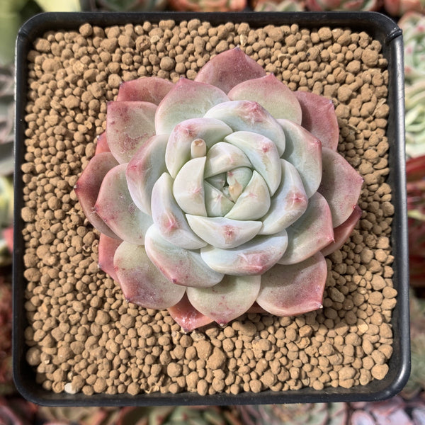 Echeveria sp. 2"-3" Succulent Plant