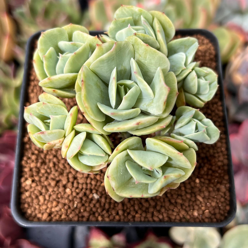 Echeveria ‘Mocha’ Variegated 3" Cluster Succulent Plant