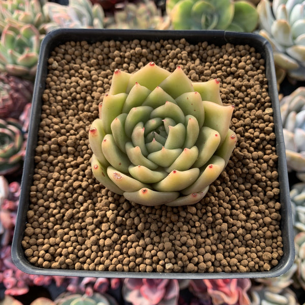 Echeveria Agavoides 'La Tale' 2" Succulent Plant