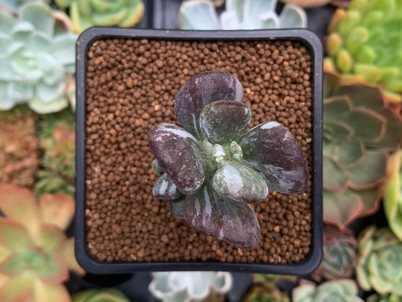 Cotyleydon Orbiculata Var. 'Hoppi' Variegated 2" Succulent Plant