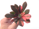 Echeveria 'Hanaikada' Variegated 3" Succulent Plant