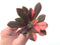 Echeveria 'Hanaikada' Variegated 3" Succulent Plant