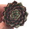 Echeveria 'Sarahime' 2" Succulent Plant