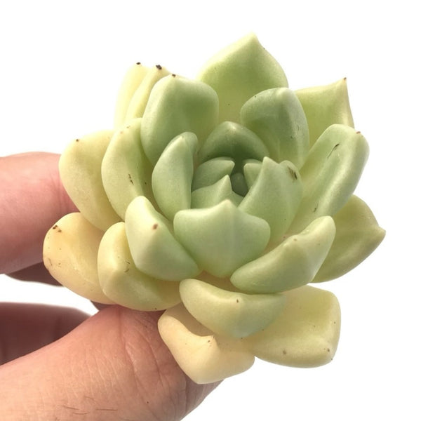 Echeveria sp. 2" Rare Succulent Plant