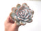 Echeveria 'Laui' 4"-5" Powdery Succulent Plant