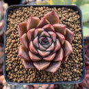 Echeveria Agavoides 'Jelly Peach' Small 1" Succulent Plant