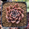 Echeveria Agavoides 'Jelly Peach' Small 1" Succulent Plant