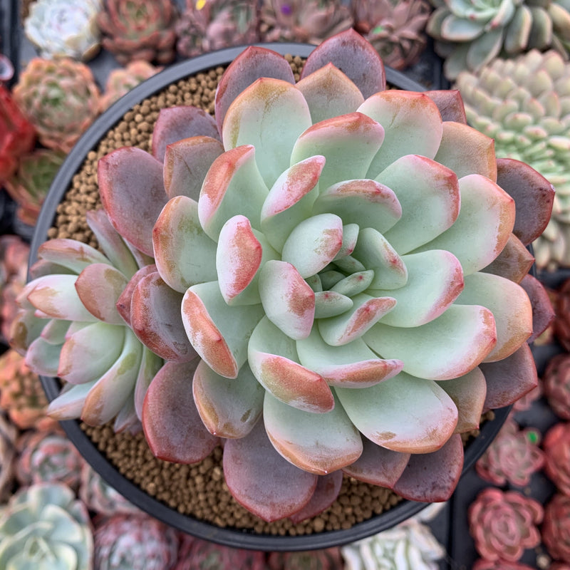 Echeveria 'Star Mark' Extra Large 6"-7" Powdery Succulent Plant