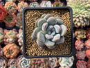 Pachyphytum 'Mureleri' 3" New Hybrid Powdery Succulent Plant