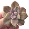 Graptopetalum Purple Delight Variegated 2" Rare Succulent Plant