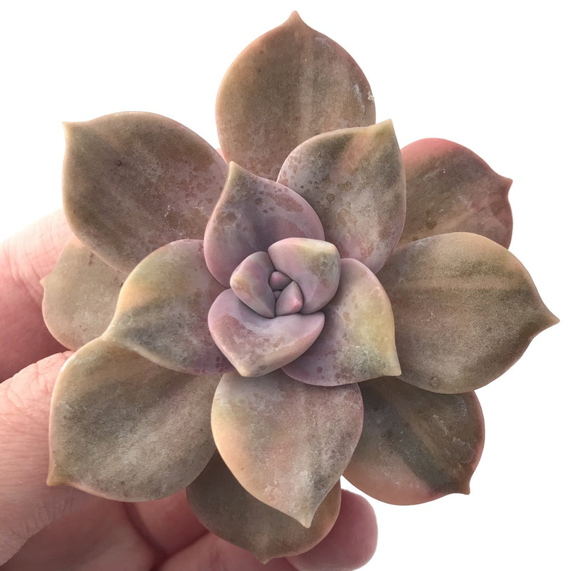 Graptopetalum Purple Delight Variegated 2" Rare Succulent Plant