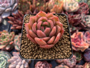 Echeveria Agavoides 'Cagliari' 1" Succulent Plant