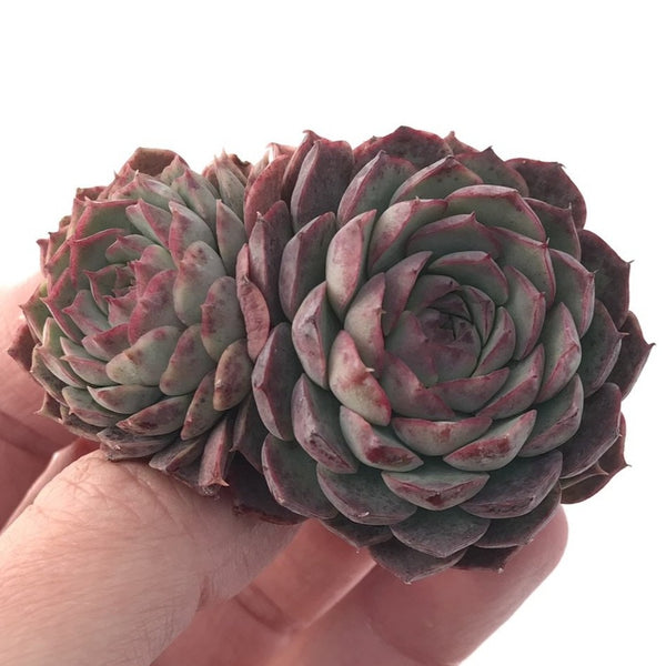 Echeveria 'Segrid Peach' 2" Cluster Succulent Plant