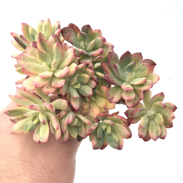 Echeveria ‘Minibelle’ Variegated Large Cluster 5” Rare Succulent Plant