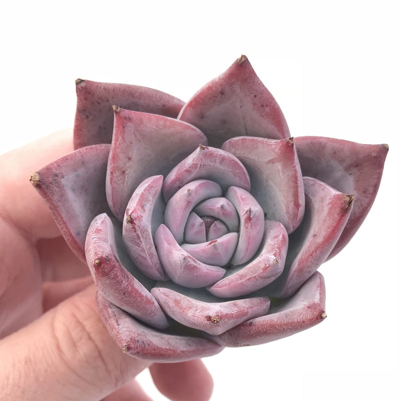 Echeveria Colorata 2" Rare Succulent Plant