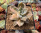 Graptopetalum 'Paraguayense' Variegated 3" Succulent Plant