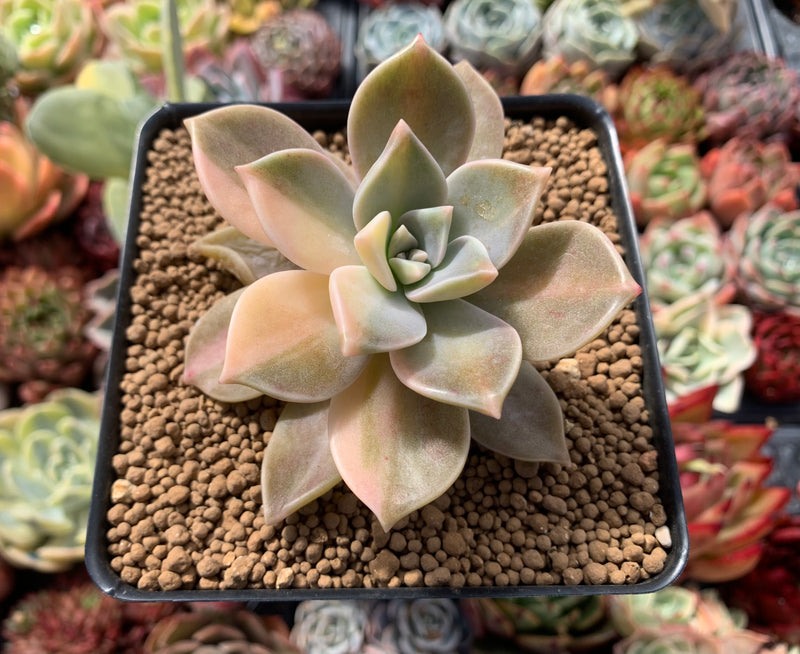 Graptopetalum 'Paraguayense' Variegated 3" Succulent Plant