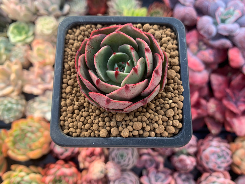 Echeveria Agavoides 'Pink Flora' 2" Succulent Plant