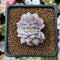 Echeveria 'A-Pink' Crested 1" Succulent Plant