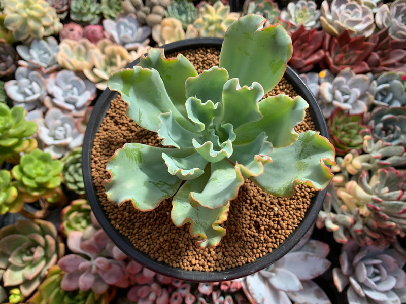 Echeveria 'Aquarius' 3" Succulent Plant