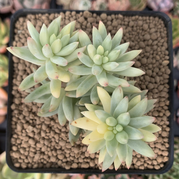 Sedum 'Morganium' Variegated 3" Cluster Succulent Plant