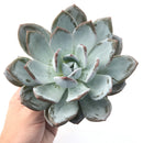 Echeveria 'Cream Sun' Extra Large 6"-7" (Not Echeveria Ivory) Rare Succulent Plant