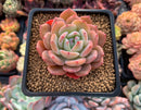 Echeveria 'Horizon' 2"-3" Succulent Plant