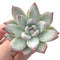 Echeveria 'Colorata' 2" Powdery Succulent Plant