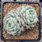 Echeveria sp. 2" Cluster Powdery Succulent Plant