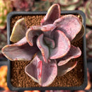 Pachyveria 'Jocelyns Joy' Variegated 2" Succulent Plant