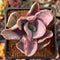 Pachyveria 'Jocelyns Joy' Variegated 2" Succulent Plant