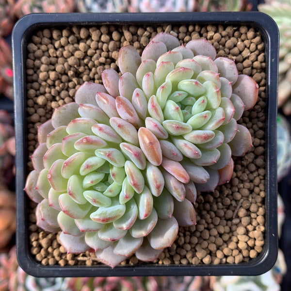 Echeveria 'White Farm' Double Head 3" Succulent Plant