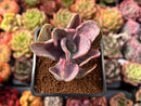 Pachyveria 'Jocelyns Joy' Variegated 2" Succulent Plant