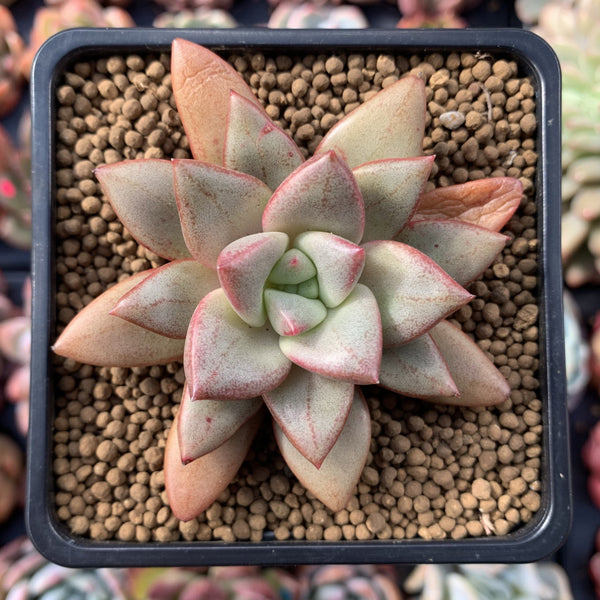 Echeveria 'Angela Star' 2"-3" Succulent Plant