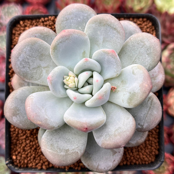 Pachyveria 'Pearlberry' 3" Succulent Plant