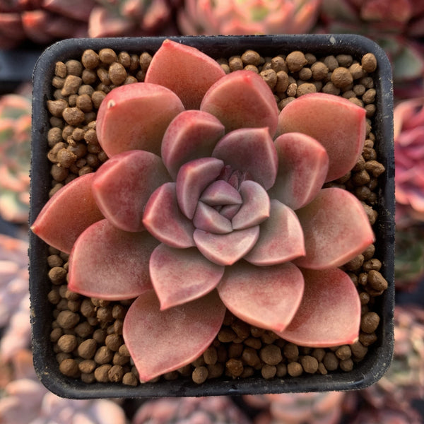 Echeveria 'Moralbi' 1" Succulent Plant