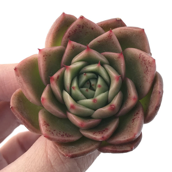 Echeveria Agavoides 'Spicy' 2" Succulent Plant