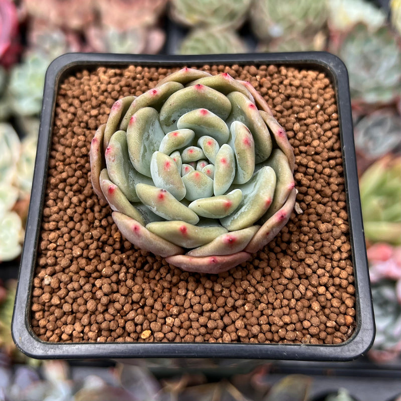 Echeveria 'Ariel' 2" Succulent Plant